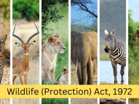 Wildlife(Protection) Act, 1972